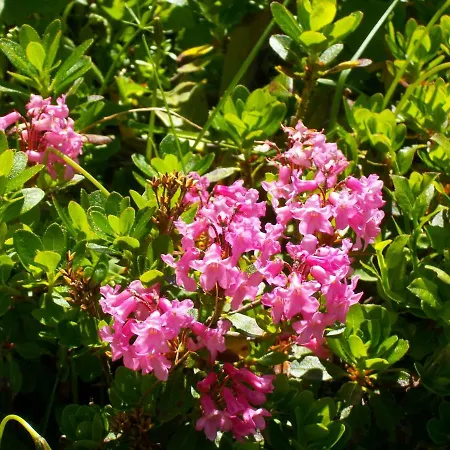 Guest house Jagdhaus Klaushofstube *